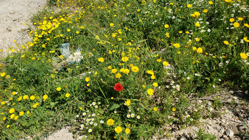 Beautiful flowers everywhere.