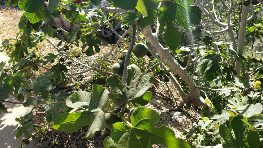 Huge figs on a big fig tree on the side of the road.