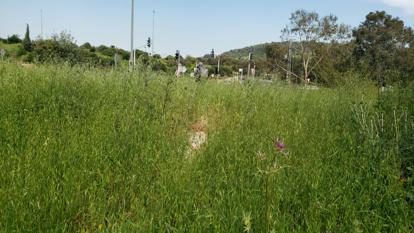 Not much of a trail.