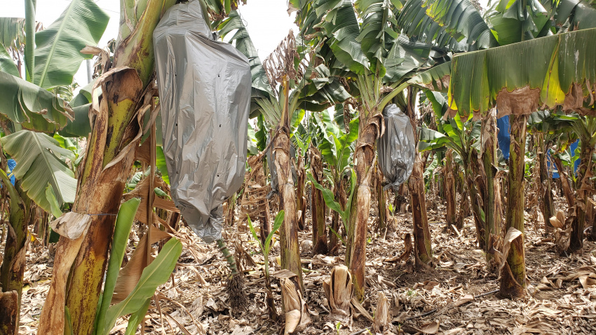 Note the plastic bags over the bananas.