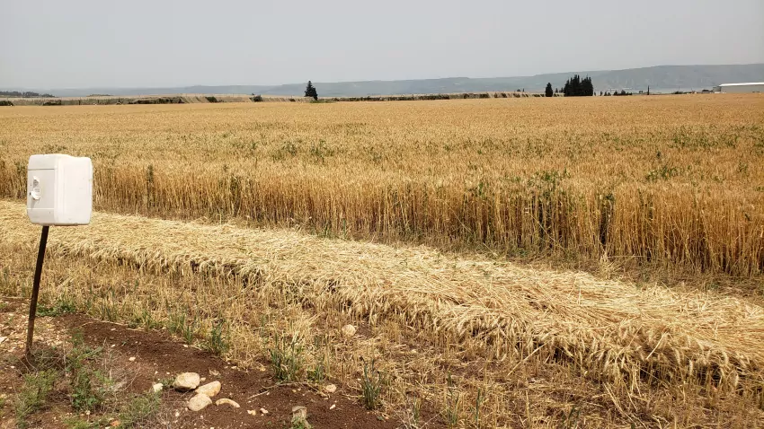 Wheat. Fields of wheat.