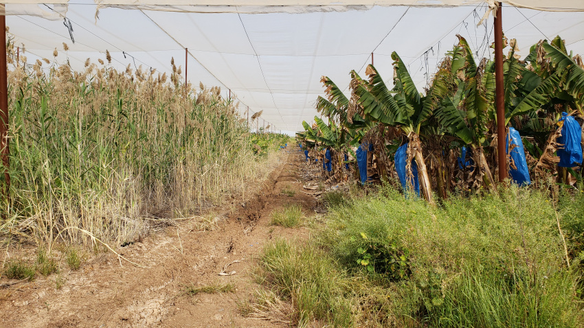 Wheat, left. Bananas right.