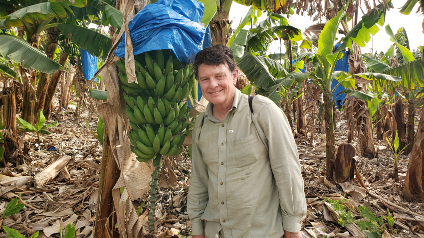 Can you eat green bananas?