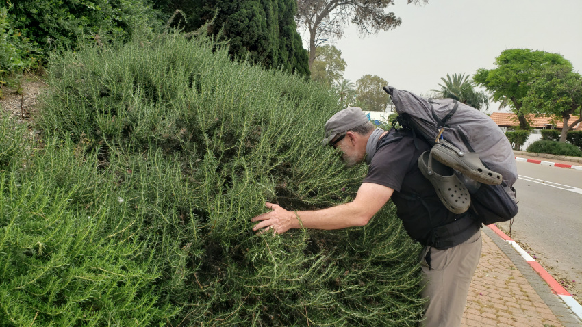 Jeff is mesmerized by the ubiquitous Rosemary bushes.
