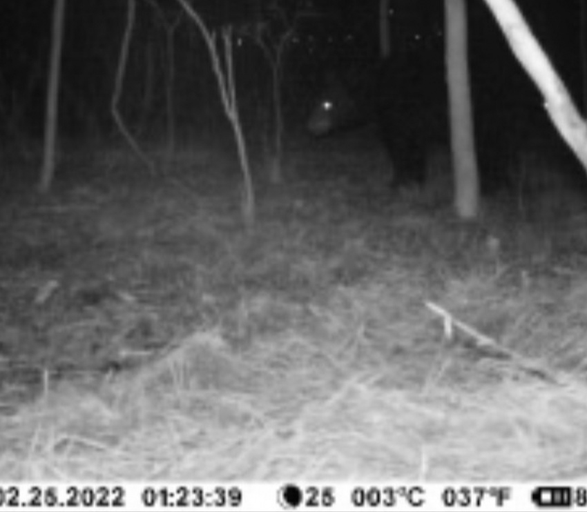 Bear in Madison's Ashton Park