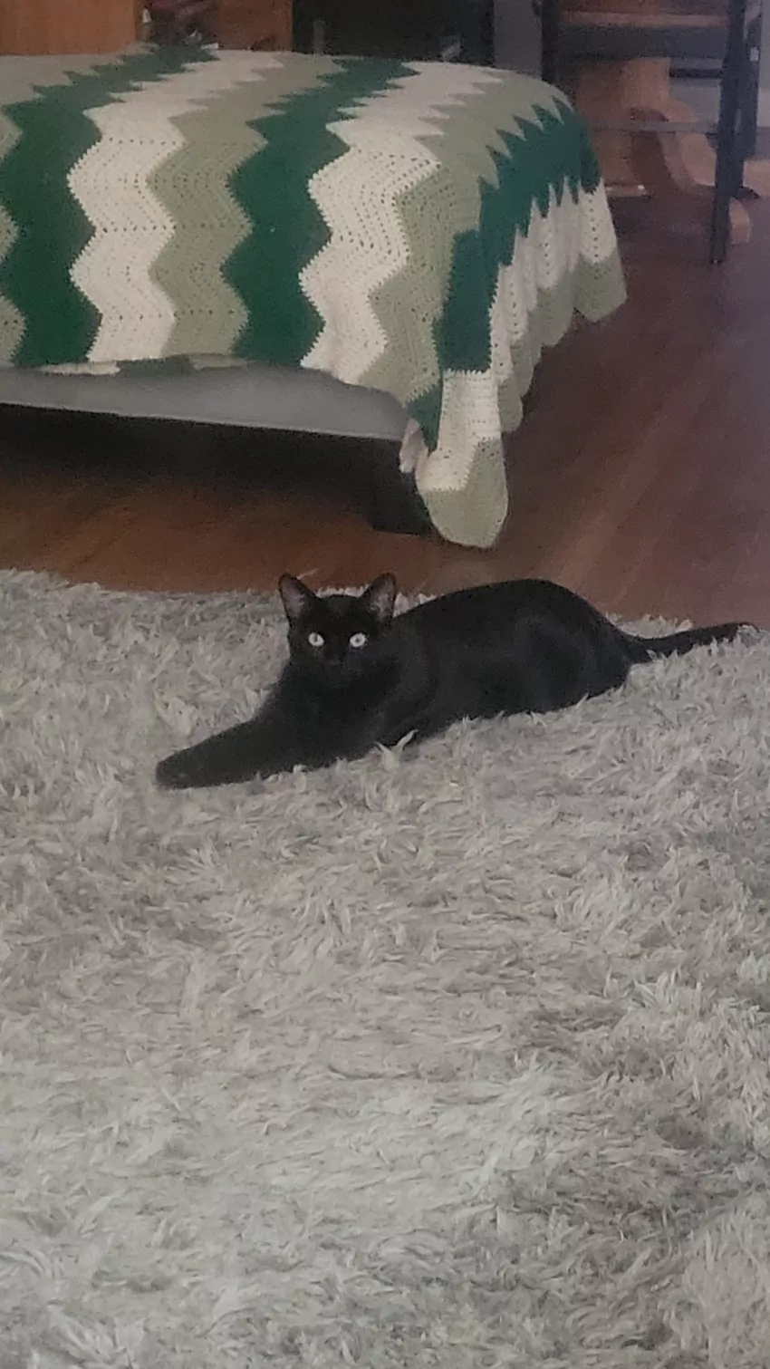 This is one tired cat.