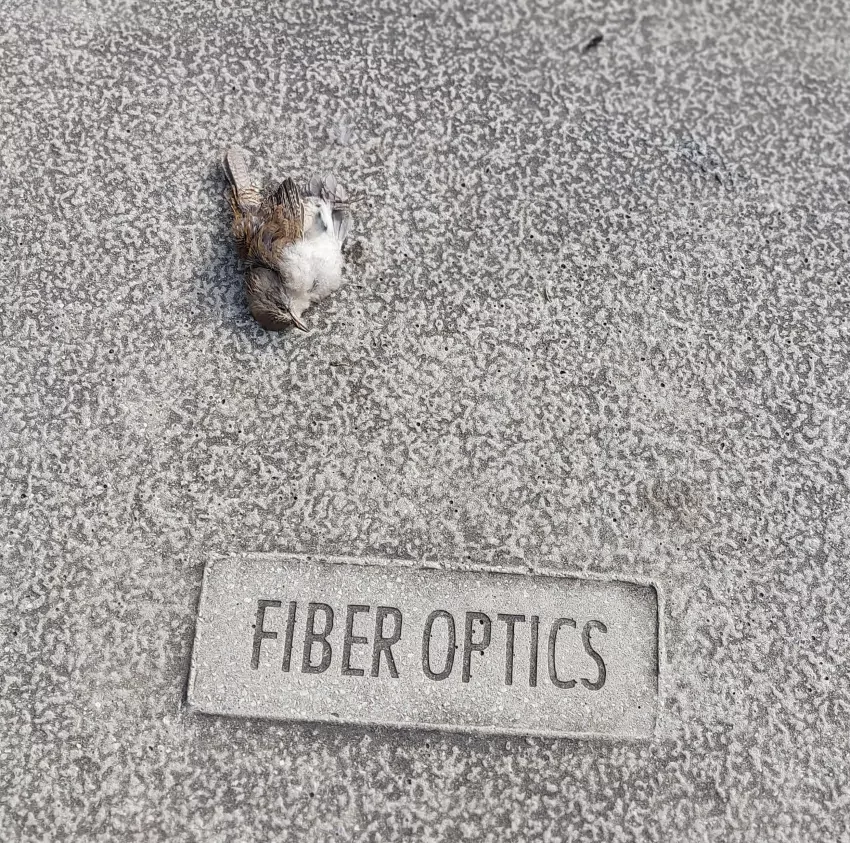 Like I said, there's just some weird stuff you see downtown. 