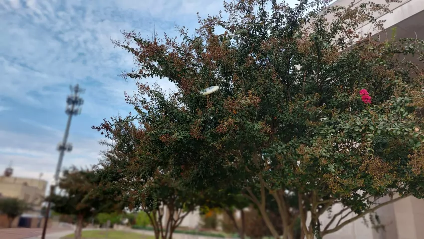 Losing frisbees is a constant hazard. We can lose them down gutter drains, on roofs, behind gates and and up in trees. We were able to retrieve this one. 