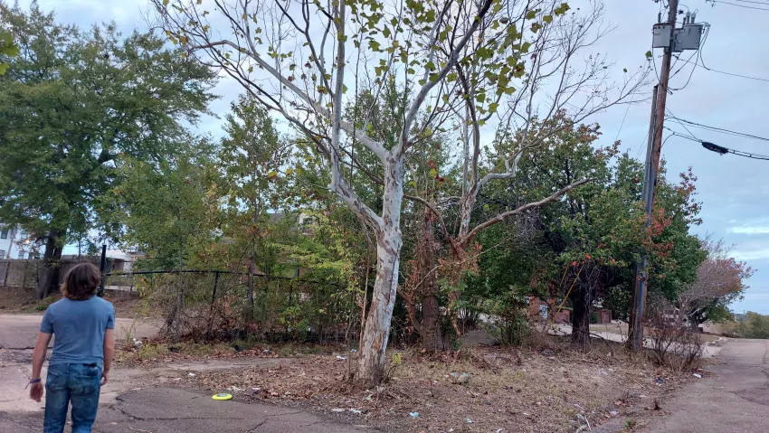 Beautiful sycamore tree surrounded by human trash. A perfect example of God's perfection and human sin spoiling it. 