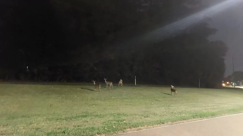 Urban deer