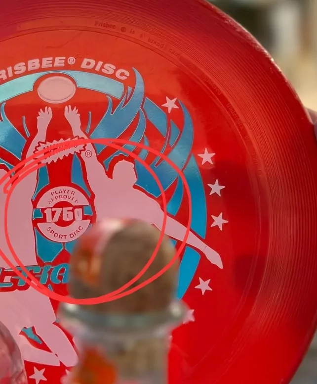 Weight limit on frisbees is 175 grams for this annual event. This is an illegal disc! 