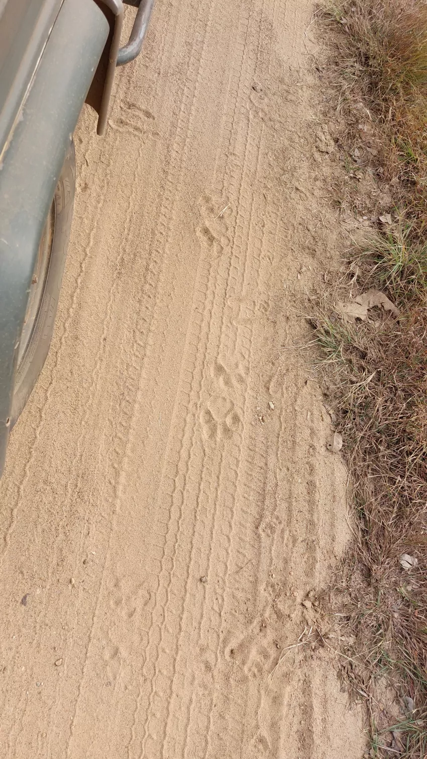 Tiger tracks. 