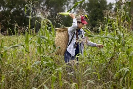 Lea Zeise, one of Ohe·laku's co-coordinators of the non-profit that works with the families planting crops, picks a cob of white corn in its early form known as green corn, during a harvest on the Oneida Nation Reservation on Friday, Aug. 30, 2024, in Oneida, Wis. (AP Photo/Mike Roemer)