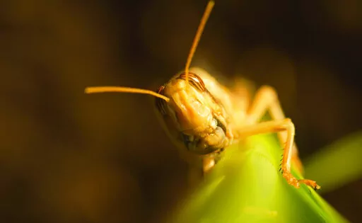 This image released by National Geographic shows a locust from "Super/Natural,” a six-part series from National Geographic, airing on Disney+. (Jonjo Harrington/National Geographic via AP)