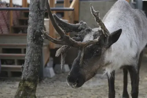 Star, a pet reindeer, is shown in the backyard of his owner Albert Whitehead in downtown Anchorage, Alaska, on March 11, 2025. (AP Photo/Mark Thiessen)
