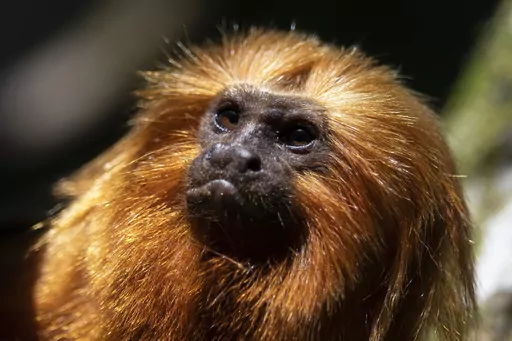 A golden lion tamarin sits in a tree in the Atlantic Forest region of Silva Jardim, Rio de Janeiro state, Brazil, Friday, July 8, 2022. There are now more golden lion tamarins bounding among branches of the Brazilian rainforest than any other time since modern conservation efforts to save the species started in the 1970s, a new survey released Tuesday, Aug. 1, 2023, reveals. (AP Photo/Bruna Prado, File)