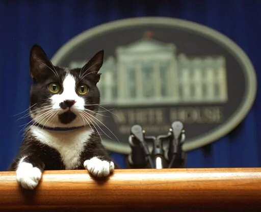President Bill Clinton's cat Socks peers over the podium in the White House briefing room in Washington on March 19, 1994. President Joe Biden and first lady Jill Biden have added a green-eyed tabby from Pennsylvania to the White House family. She's the first feline tenant since President George W. Bush’s controversially named cat India. With Presidents James K. Polk and Donald Trump among notable, no-pets exceptions, animals have a long history in the White House. (AP Photo/Marcy Nighswander,