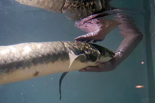 Senior biologist Allan Jan feeds Methuselah, a 4-foot-long, 40-pound Australian lungfish that was brought to the California Academy of Sciences in 1938 from Australia, in its tank in San Francisco, Monday, Jan. 24, 2022. (AP Photo/Jeff Chiu)