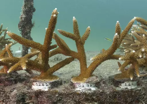 Pieces of stag horn coral are shown growing in Nova Southeastern University's offshore coral reef nursery in about 22 feet of water, Sept. 27, 2012, near Fort Lauderdale, Fla. As temperatures rise, coral in the waters around southeast Florida have never before reached the level of severe bleaching and likely death that is currently happening, federal scientists said Thursday, Aug. 17, 2023. (AP Photo/Wilfredo Lee, File)