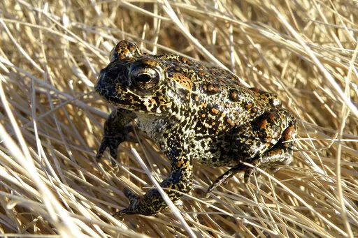 In this photo provided by the Nevada Department of Wildlife, a Dixie Valley toad sits atop grass in Dixie Valley, Nev., on April 6, 2009. The U.S. Fish and Wildlife Service temporarily listed a rare northern Nevada toad as endangered on an emergency basis partly because of threats a geothermal plant in the works poses to its habitat in the only place its known to live in the world about 100 miles east of Reno. (Matt Maples/Nevada Department of Wildlife via AP, File)