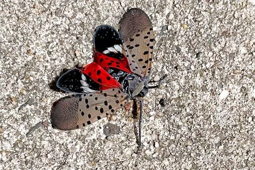 This photo shows a Spotted Lanternfly, in Long Branch, NJ, Aug. 7, 2022. Kill-on-sight requests in New York City and elsewhere are part of an aggressive campaign against an invasive pest that has spread to about a dozen states in eight years. (Heide Estes via AP)