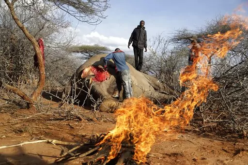Locals cut elephant meat that was killed by Kenya Wildlife Service rangers after the elephant killed a woman while wandering for water and food in Loolkuniyani, Samburu County in Kenya on Oct. 16 2022. After four consecutive years of failed rains causing some of the worst conditions in 40 years, wild animals have become commonplace in the county's villages as they search for food. Many don't survive, providing herders an unfortunate lifeline as they cut chunks of meat from their carcasses. (AP P