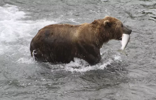 A brown bear walks to a sandbar to eat a salmon it had just caught at Brooks Falls in Katmai National Park and Preserve, Alaska on July 4, 2013. Alaska's most watched popularity contest, picking your favorite brown bear which has been fattened up for winter by noshing on salmon they just caught in the park, could become a victim if the federal government shuts down Oct. 1, 2023. (AP Photo/Mark Thiessen, File)