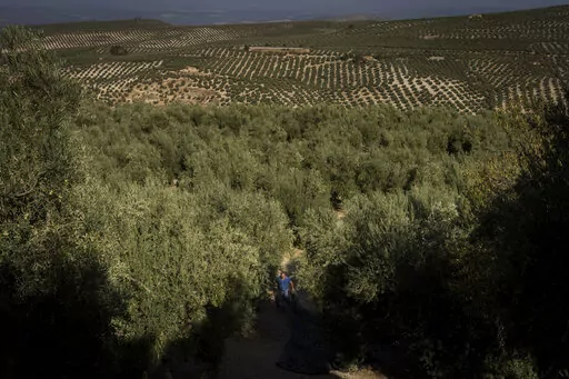 A day laborer works at the olive harvest in the southern town of Quesada, a rural community in the heartland of Spain's olive country, Friday, Oct. 28, 2022. Spain, the world’s leading olive producer, has seen its harvest this year fall victim to the global weather shifts fueled by climate change. An extremely hot and dry summer that has shrunk reservoirs and sparked forest fires is now threatening the heartiest of its staple crops. (AP Photo/Bernat Armangue)