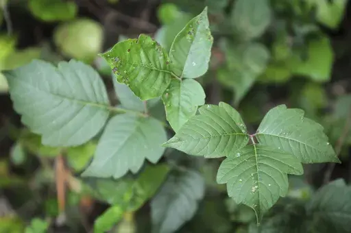 A poison ivy plant appears at Lancaster County Park, in Lancaster, Pa., on July 22, 2010. Botanically known as Toxicodendron radicans, poison ivy contains oily chemical compounds called urushiols in its leaves, stems and roots. (Marty Heisey/LNP/LancasterOnline via AP, File)