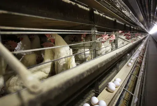 Chickens stand in their cages at a farm, Nov. 16, 2009, near Stuart, Iowa. More than 4 million chickens in Iowa will have to be killed after a case of the highly pathogenic bird flu was detected at a large egg farm, the state announced Tuesday, May 28, 2024. (AP Photo/Charlie Neibergall, File)