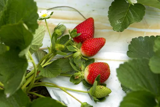 Ripe strawberries wait to be picked at the "U-Pick" field at Knaus Berry Farm in Homestead, Fla., on Jan. 11, 2012. The Florida House voted 109-4 on Friday, March 4, 2022, to send the governor a bill that would make strawberry shortcake the official state dessert. Key Lime Pie is already Florida’s state pie. The designation of the state dessert is an effort to promote the state’s $1 billion strawberry industry. (AP Photo/J Pat Carter, File)