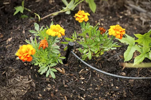 This June 5, 2013, image provided by the California Department of Water Resources shows a drip irrigation system in place in a home garden in Moreno Valley, Calif. The system is preferable to traditional sprinklers as it applies water directly to plant roots, where it is needed. (Florence Low/California Department of Water Resources via AP)