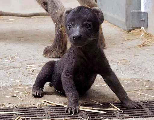In this photo provided by the Hattiesburg Zoo, a spotted hyena born Oct. 17, 2022, to Niru and Pili, who are on exhibit at the Hattiesburg Zoo in Hattiesburg, Miss., is shown. The pair were brought to the zoo for breeding and species conservation. (Hattiesburg Zoo via AP)