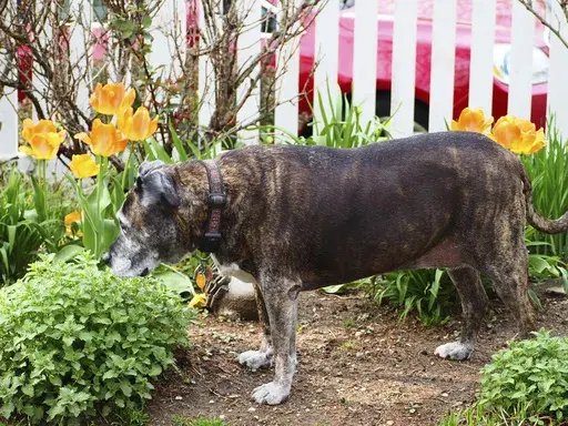 This April 23, 2019, image provided by Jessica Damiano shows Maddie, a pitbull mix, standing in a vacant spot between plants in a Long Island, N.Y, garden. Dense garden-bed designs that don't allow for such unplanted patches discourage entry by plant-trampling dogs who enjoy running laps. (Jessica Damiano via AP)