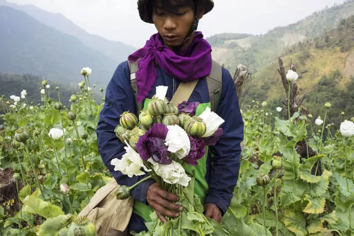 A member of Pat Jasan, a grassroots organization motivated by their faith to root out the destructive influence of drugs, holds poppies as his group slashes and uproots them from a hillside, in Lung Zar village, northern Kachin State, Myanmar on Feb. 3, 2016. The production of opium in Myanmar has flourished since the military's seizure of power, with the cultivation of poppies up by a third in the past year as eradication efforts have dropped off and the faltering economy has led more people to