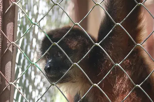 An endangered Geoffrey's spider monkey that had been rescued and living in the care of the Alturas Wildlife Sanctuary in Dominical, Costa Rica, on March 17, 2023. (AP Photo/Matt O'Brien, File)