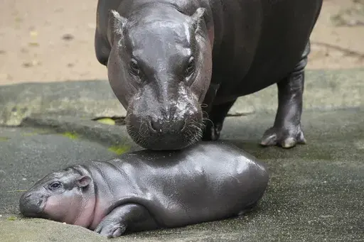 FILE -Two-month-old baby hippo Moo Deng and her mother Jona are seen at the Khao Kheow Open Zoo in Chonburi province, Thailand, Sept. 19, 2024. (AP Photo/Sakchai Lalit, File)