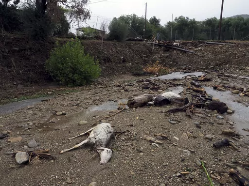 Dead animals lie on the mud after heavy rains in Volos, central Greece, on Sept. 6, 2023. The storms flooded 720 square kilometers (72,000 hectares), mostly prime farmland, totally destroying crops. They also swamped hundreds of buildings, broke the country's railway backbone, savaged local roads and bridges and killed tens of thousands of livestock. Thessaly accounts for about 5% of national economic output, and a much larger proportion of agricultural produce. (AP Photo/Thodoris Nikolaou, File