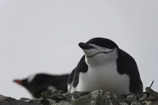 This image provided by Won Young Lee shows wild chinstrap penguins on King George Island, Antarctica. Researchers have discovered that some penguin parents sleep for only seconds at a time around-the-clock to protect their eggs and chicks. Sensors were attached to adult chinstrap penguins in Antarctica for the research. The results published Thursday, Nov. 30, 2023 show that during the breeding season, the penguins nod off thousands of times each day but only for about four seconds at a time. (W