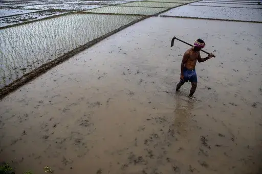 A farmer walks as he works in a paddy field on the outskirts of Gauhati, India, July 30, 2021. Human-caused climate change is making rainfall more unpredictable and erratic, which makes it difficult for farmers to plant, grow and harvest crops on their rain-fed fields. (AP Photo/Anupam Nath, File)
