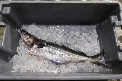 An Atlantic pollock sits on ice at the Portland Fish Exchange in Portland, Maine on Thursday, May 5, 2016. A U.S. ban on seafood imports from Russia over its invasion of Ukraine was supposed to sap billions of dollars from Vladimir Putin’s war machine. But shortcomings in import regulations means that Russian-caught pollock, salmon and crab are likely to enter the U.S. anyway, by way of the country vital to seafood supply chains across the world: China. (AP Photo/Robert F. Bukaty, File)