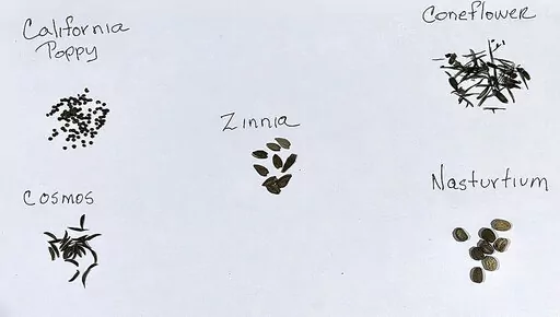 This Sept. 28, 2022, image provided by Jessica Damiano shows harvested seeds of California poppy, cosmos, zinnia, coneflower and nasturtiums. (Jessica Damiano via AP)