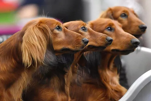 Dachshund dogs wait in a box before competition at a dog show in Dortmund, Germany, on Friday, Oct. 13, 2017. Research released on Thursday, April 28, 2022, confirms what dog lovers know _ every pup is truly an individual. A new study has found that many of the popular stereotypes about the behavior of specific breeds aren’t supported by science. (AP Photo/Martin Meissner, File)