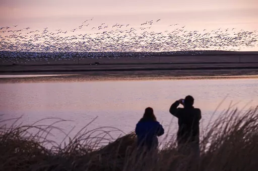 Two bird watchers photograph thousands of snow geese at the Freezeout Lake Wildlife Management Area on March 24, 2017, outside Fairfield, Mont. A new online atlas of bird migration, published on Thursday, Sept. 15, 2022, draws from an unprecedented number of scientific and community data sources to illustrate the routes of about 450 bird species in the Americas. (Thom Bridge/Independent Record via AP, File)/