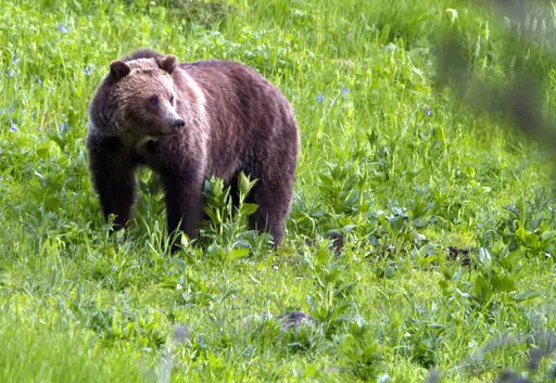 In this July 6, 2011, file photo, a grizzly bear roams near Beaver Lake in Yellowstone National Park, Wyo. The Biden administration on Friday, Feb.3, 2023, took a first step toward ending federal protections for grizzly bears in the northern Rocky Mountains, which would open the door to future hunting in several states. (AP Photo/Jim Urquhart, File)