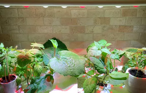 This March 2021 photo shows various vegetable seedlings maturing indoors under grow lights. (Jessica Damiano via AP)